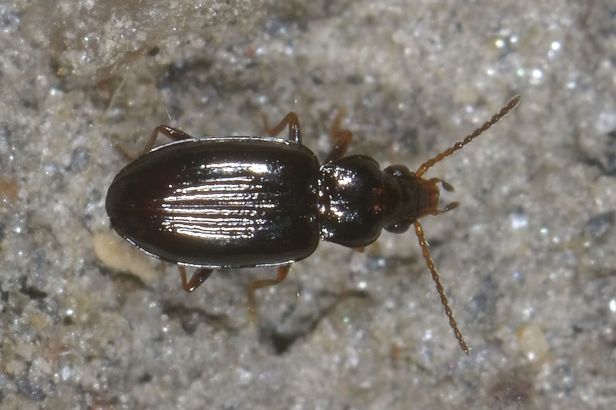 Minuscolo Carabide: Tachyura sexstriata